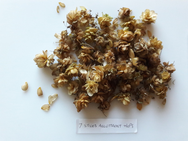 Picture of Dried hops from Seven Stiles allotment
