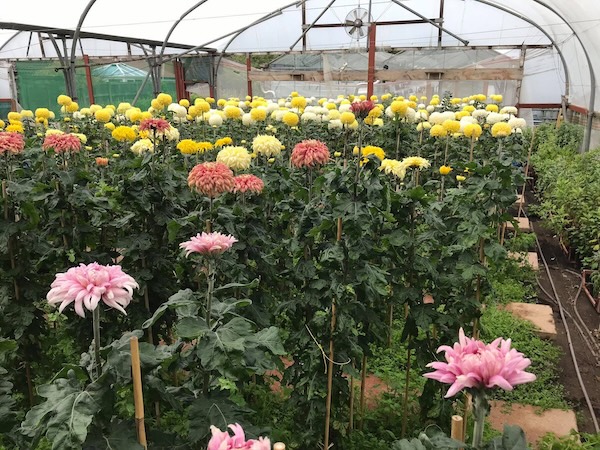 Picture of Paul in his new greenhouse, you can see the tomatoes at the back.