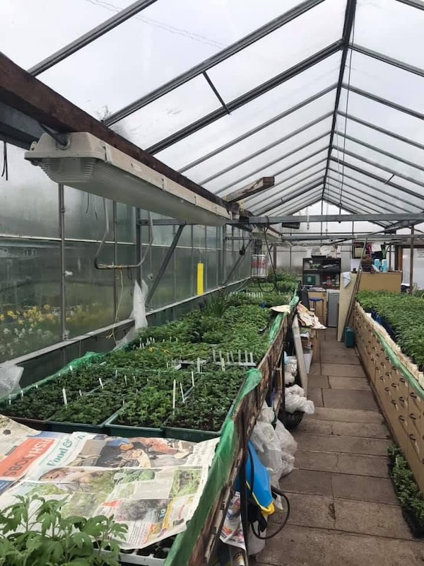 Picture of Paul in his new greenhouse, you can see the tomatoes at the back.